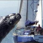 Barca si scontra contro una balena, dramma in Nuova Zelanda: due morti e tre persone disperse