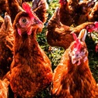 Nuova Zelanda, dopo il lockdown c'è una nuova piaga: l'invasione delle galline