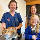 La gatta sta male, il veterinario scopre 43 elastici nello stomaco: «Mai visto nulla di simile»