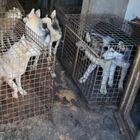 Roma, scoperto allevamento lager abusivo di Cani Husky senza cibo né acqua: salvati 110 animali, 1 trovato morto