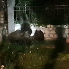Abruzzo, inseguono mamma orsa e 4 cuccioli per fare i video: animali terrorizzati, ira social