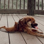 Tilly, la cucciola nata con la spina dorsale deformata che non si accontenta Così è stata strappata all'eutanasia Video