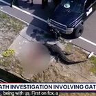 Coccodrillo azzanna un uomo e lo trascina per strada: choc in Florida, il video è da brividi