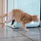 Vito come Pistorius, il gatto bionico ha due protesi al posto delle zampe