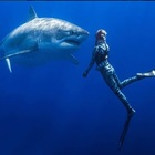 Nuotano senza protezione con Deep Blue, il gigantesco squalo bianco