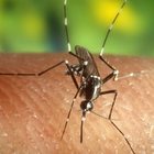 Zanzare, il coronavirus si può trasmettere? La risposta degli scienziati