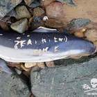 Delfino trovato morto, sul corpo mutilazioni e incise minacce agli animalisti di Sea Shepherd