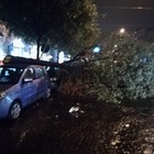 Maltempo, tragedia sfiorata a Napoli. Cade un albero: «Non potato da 4 anni»