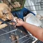 A Enna cuccioli maltrattati e uccisi: choc nel capannone degli orrori