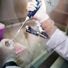 Coronavirus scoperto nuovo ceppo meno letale: il virus perde i pezzi, uno studio svela il perché