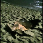Ostia, tartaruga gigante depone le uova in spiaggia VIDEO