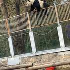 Panda in fuga sotto gli occhi dei visitatori dello zoo di Pechino: le incredibili immagini