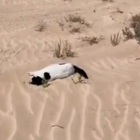 Centinaia di gatti abbandonati nel deserto e destinati alla morte: corsa dei volontari per salvarne quanti più possibile