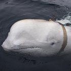 Norvegia, pescatori intercettano balena: «E' una spia russa»