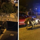Catturato il leone scappato dal circo a Ladispoli: l'animale si aggirava tra le case, panico tra i residenti