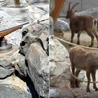 Svizzera, lo zoo piazza fucili finti per sparare agli stambecchi. Le associazioni insorgono: «Assurdo, educano i bambini alla caccia»