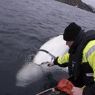 La balena "spia" fermata dai pescatori norvegesi