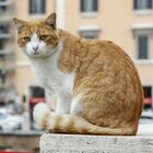 Variante inglese covid scoperta su un gatto: contagiato dai proprietari, è il primo caso in Italia