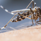 Treviso, allarme febbre Dengue dopo la vacanza a Bali