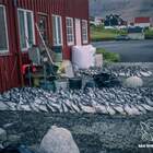 Strage di uccelli marini alle Faroe