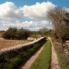 Lungo la Via Francigena/ Tra mare e macchia sul sentiero della Torre del Mito Lungo la Via Francigena/ Tra mare e macchia sul sentiero della Torre del Mito