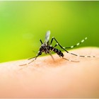 Zanzare, svelato perché pungono solo alcune persone: colpa dei microbi sulla pelle
