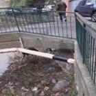Maltempo a Genova, famiglia di cinghiali rischia di essere travolta dal torrente in piena
