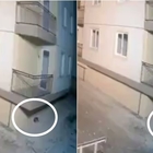 Il cane sente arrivare il terremoto e fugge via Video