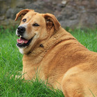 Cani sempre più obesi: i veterinari costretti a comprare l'attrezzatura per sollevarli