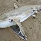 Squalo morto congelato trovato sulla spiaggia a Cape Cod