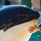 L'orca Amaya morta improvvisamente: mistero al SeaWorld, parco marino di San Diego
