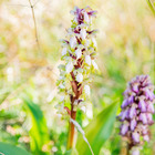 Festival delle orchidee selvatiche a Mattinata: fino a martedì eventi nel Gargano dove fioriscono 60 varietà
