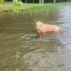 Il cane salva il cerbiatto che sta affogando nel lago: e i due diventano "amici"