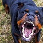 Aggredita e uccisa dal cane rottweiler del fratello: i carabinieri devono sparare all'animale per permettere i soccorsi