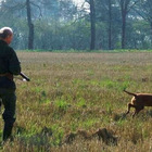 Tre cani da caccia trovati morti nelle campagne intorno a Orvieto. Indaga la procura di Terni