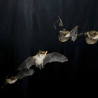 Omicron, nei pipistrelli delle grotte del Laos scoperti i virus cugini di Sars Cov-2: così infettano cellule umane