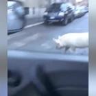 Roma, il maialino passeggia nel quartiere: Giorgia Meloni pubblica un nuovo video