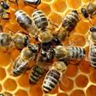 Il medico trova 4 api nell'occhio di una paziente: «Sono sopravvissute cibandosi delle lacrime»