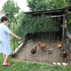 Le galline sono i nuovi "cani": animali d'affezione e non da tavola