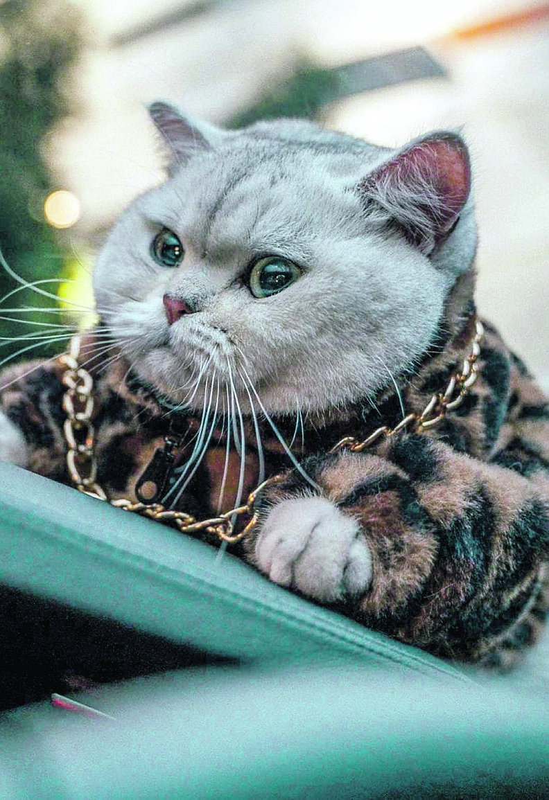 I gatti top model che guadagnano più dei “colleghi” umani: 2.000