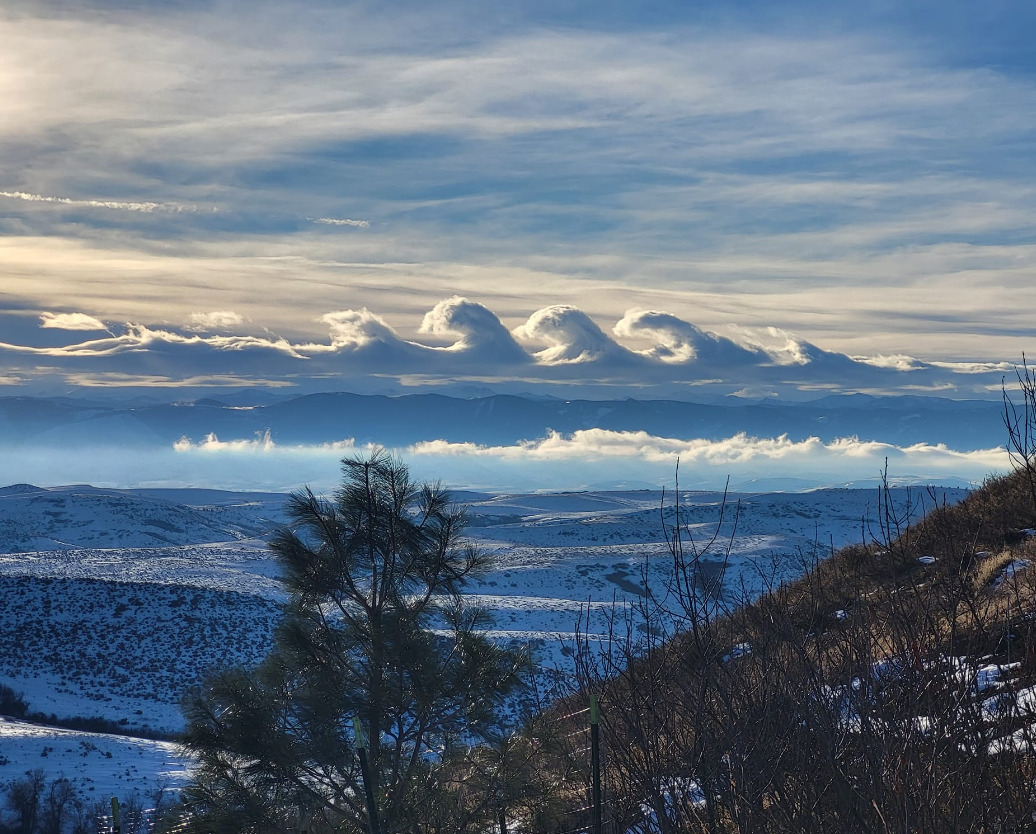 L'alba cielo su un campo coperto di gelo con una linea di alberi di pioppo  all'orizzonte. Cielo perlopiù chiaro con alcune macchie di tipo cirrus  nuvole. Campagna del Kent in Inghilterra. Inverno