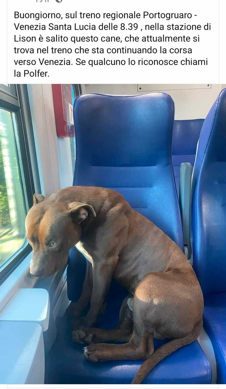 Il cane Roky prende il treno per Venezia da solo, il padrone non lo aveva  portato in gita: la foto lo immortala sul sedile