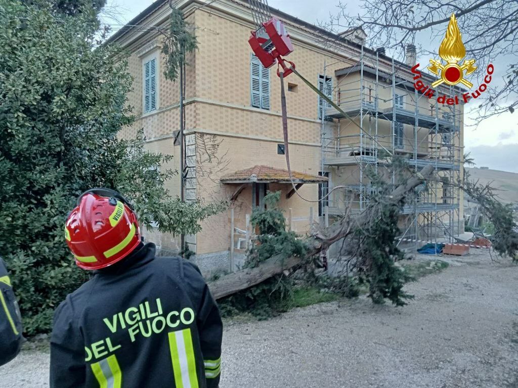 Fermo, Il Pino Si Piega (per Colpa Del Vento Record) E Va A Sbattere Su ...